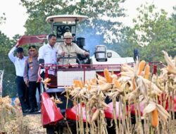 Perkuat Ketahanan Pangan Nasional, Presiden Prabowo Turun Langsung Panen Jagung di Tuban